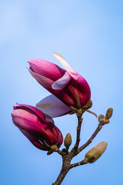 Two pink magnolia blossoms unfold above a delicate forked branch 