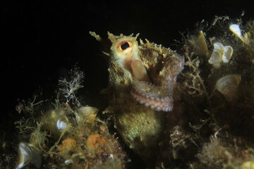 Common octopus peeking from reef crevice with detailed eye and suction cups © Francisco