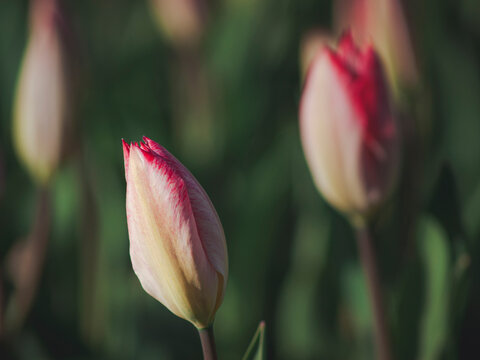 Cream tulip buds reveal crimson tips above a leafy garden 
