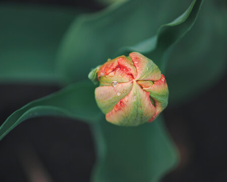 A green and coral tulip bud forms a tightly folded rosette