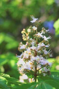White horse chestnut flowers blooming vertically among green leaves