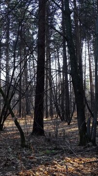 Dense pine forest landscape featuring tall dark tree trunks and dry fallen leaves covering the ground.