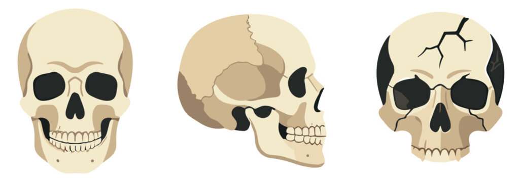 Human skull vector icons set, front view, side profile view and cracked skull illustrations on transparent background