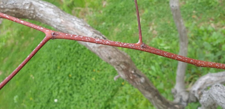 Ziziphus jujuba, the Korean jujube, is a deciduous shrub up to 15m