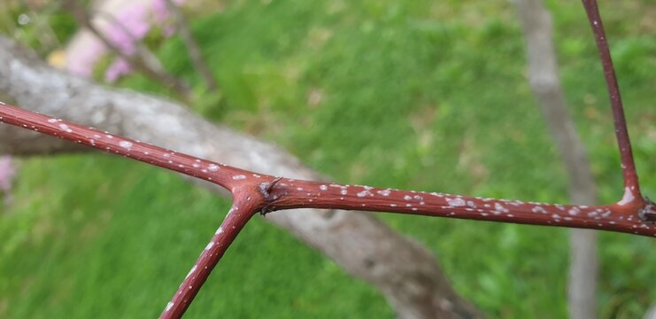 Ziziphus jujuba grows as a Korean deciduous shrub with edible jujubes
