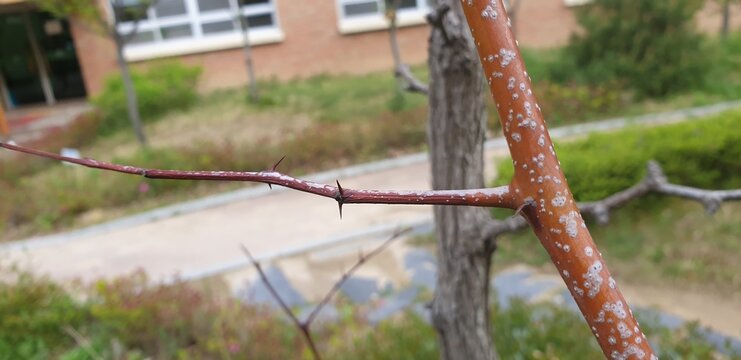 Ziziphus jujuba Korean jujube is a deciduous shrub with oval leaves