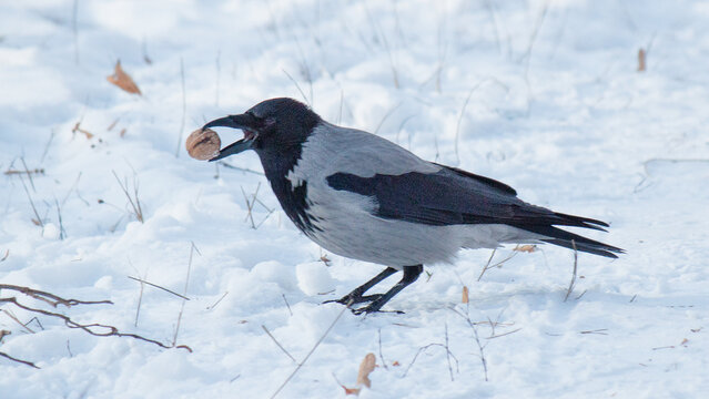 bird on a snow