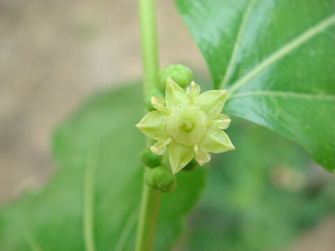 Ziziphus jujuba is a Korean woody deciduous shrub reaching 15m