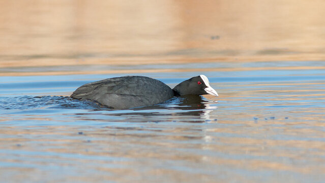black swan swimming