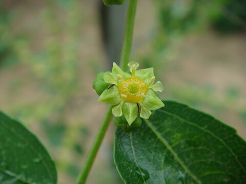 Ziziphus jujuba grows as a Korean deciduous shrub up to 15m tall