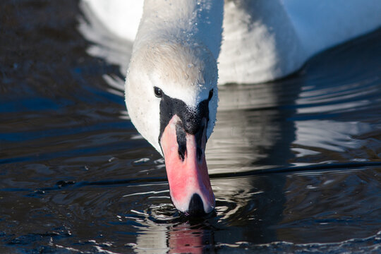 mute swan cygnus olor