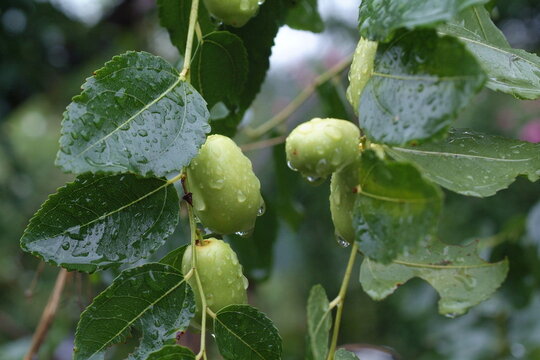 Ziziphus jujuba Korean jujube is a woody deciduous shrub native to KR