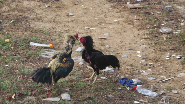 Two roosters fighting and jumping with spread wings on dirt ground in rural village yard, daylight, real time telephoto shot
