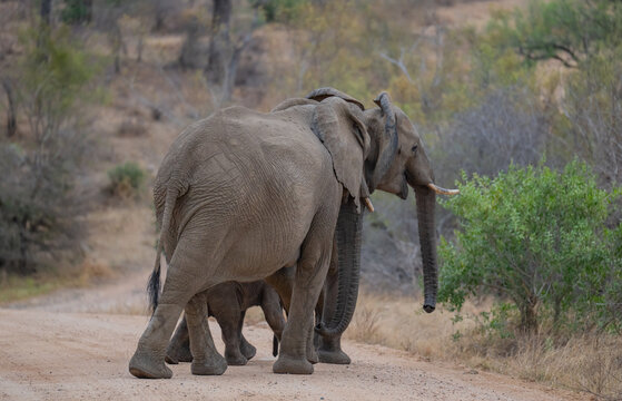 Elefantenmutter mit Elefanten Baby im Busch vom Kr&uuml;ger National Park - Kruger Nationalpark S&uuml;dafrika