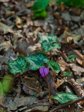 Wild cyclamen flower (Cyclamen purpurascens) grows in shaded woodland floors among leaf litter in Sopron Mountains, Hungary