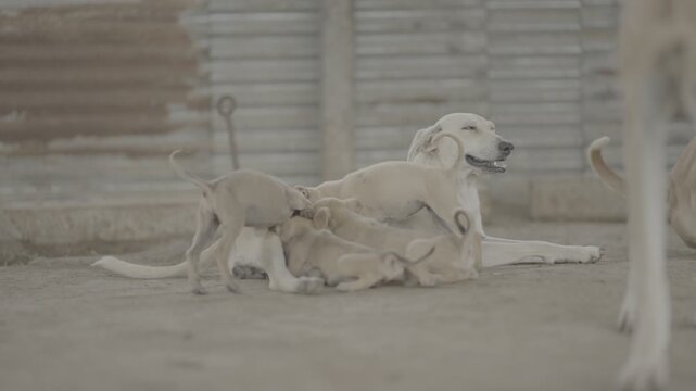 Desi Dog High-Quality Raw Footage for Professional Projects | slog3 10bit 4k, Unedited Clips