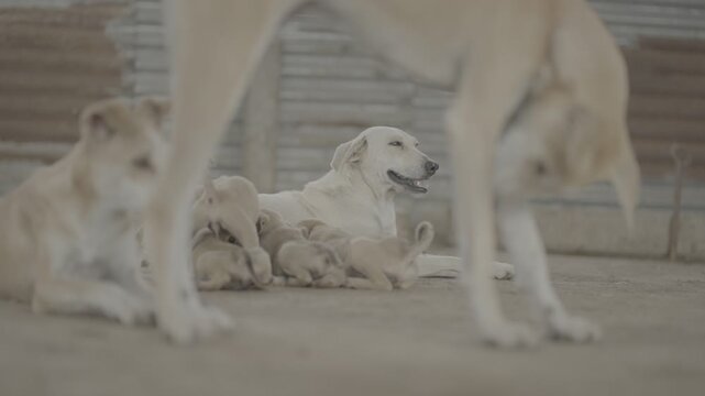 Desi Dog High-Quality Raw Footage for Professional Projects | slog3 10bit 4k, Unedited Clips