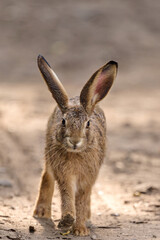 portrait of a juvenile hare © Duvekot Fotografie
