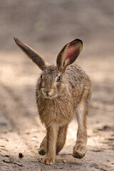 portrait of a juvenile hare © Duvekot Fotografie