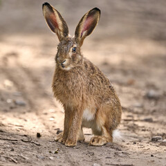 portrait of a juvenile hare © Duvekot Fotografie