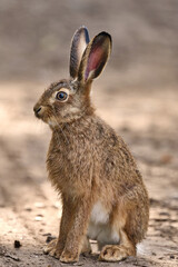 portrait of a juvenile hare © Duvekot Fotografie