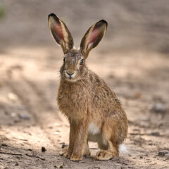 portrait of a juvenile hare © Duvekot Fotografie