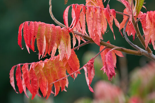 Brilliant red sumac leaves glowing vividly during sunny autumn daylight hours outdoors in nature