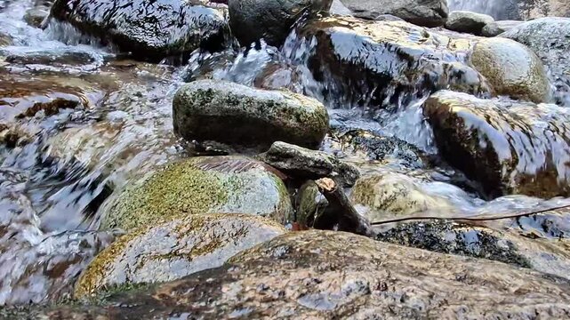 Clear mountain river stream flowing over rocks in lush forest, Saint Vincent river, Vernet-les-Bains, Pyrenees-Orientales, France