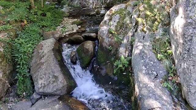 Clear mountain river stream flowing over rocks in lush forest, Saint Vincent river, Vernet-les-Bains, Pyrenees-Orientales, France