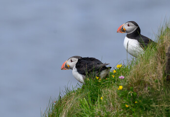 Atlantic Puffin on the Seacoast © John