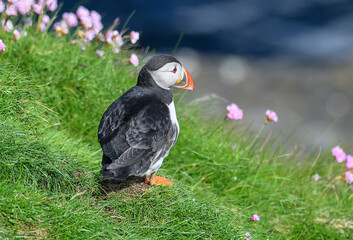 Atlantic Puffin on the Seacoast © John