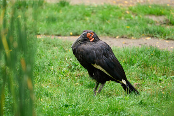 Ground hornbill standing peacefully on vibrant green grass within a natural outdoor habitat environment © Aoun