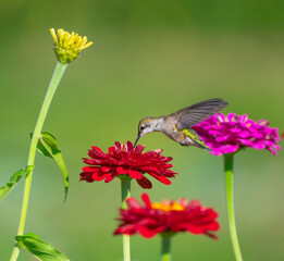 Obraz premium close up on flying ruby throated hummingbird above flower