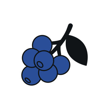 Flat design vector illustration of fresh blueberries cluster on stem with leaf