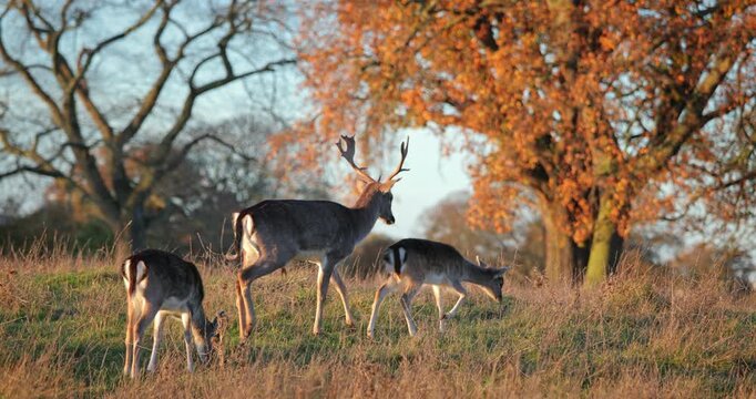 Fallow deer, including a stag and two does, are peacefully grazing in a wild park habitat, surrounded by golden autumn trees and dry grass under a clear sky