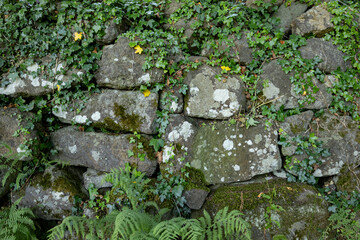 Obraz premium Weathered stone wall entwined with vibrant English ivy and patches of moss and lichen, accented by fallen yellow leaves; a natural, rustic texture ideal for backgrounds, gardening,