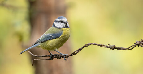 Obraz premium Blue Tit Bird Perched On Rustic Barbed Wire With Soft Woodland Background