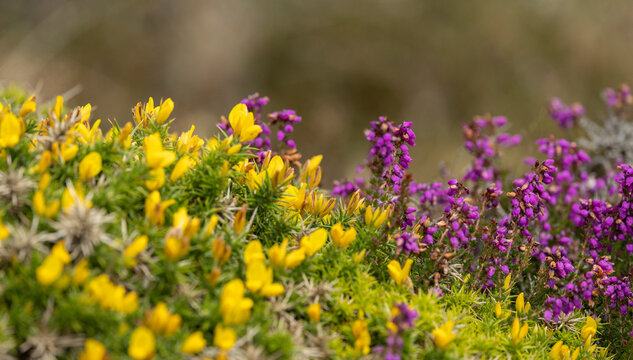 Yellow Gorse and Purple Heather Wildflowers on Moorland Closeup in Spring Landscape