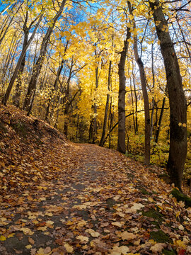 The path in the autumn forest is strewn with yellow maple leaves.