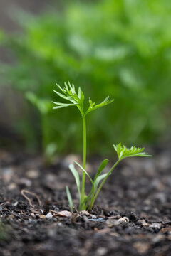 Closeup of carrot seedlings in a vegetable garden allotment