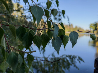 Green birch leaves hanging delicately on thin tree branches near calm lake water outdoors © Aoun