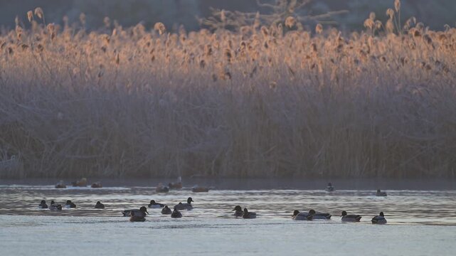 Stockente (Anas platyrhynchos), Gruppe von Stockenten am Wasser,  Rheinheimer Teich, Hessen, Deutschland