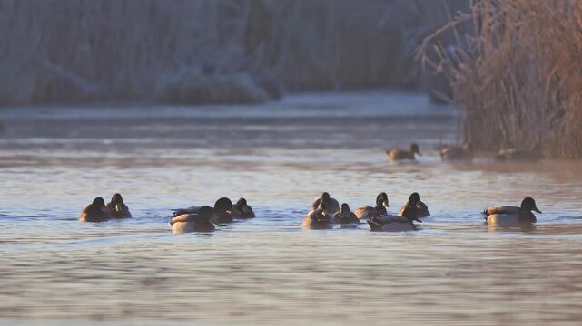 Stockente (Anas platyrhynchos), Gruppe von Stockenten am Wasser,  Rheinheimer Teich, Hessen, Deutschland