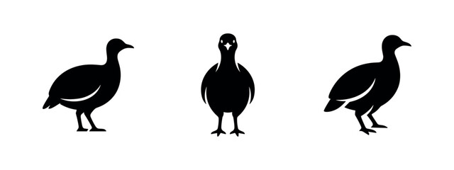 Fototapeta premium Guinea fowl bird silhouette set. Numididae icon. Domesticated bird vector illustration with different views.