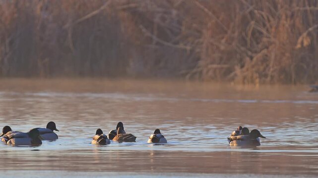 Stockente (Anas platyrhynchos), Gruppe von Stockenten auf dem Wasser,  Rheinheimer Teich, Hessen, Deutschland