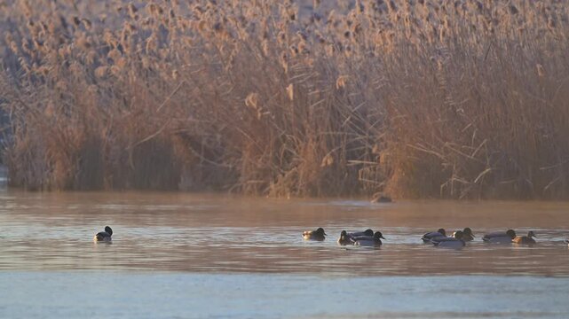Stockente (Anas platyrhynchos), Gruppe von Stockenten auf dem Wasser,  Rheinheimer Teich, Hessen, Deutschland