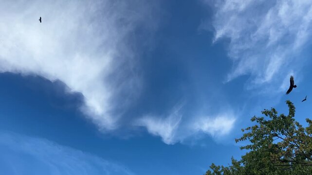 Large group of vultures circling overhead against blue sky 