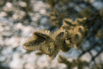 Blooming pussy willow catkin branch in spring nature © Kamil
