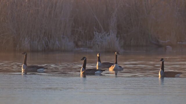 Kanadag&auml;nse (Branta canadensis), Gruppe von Wasserv&ouml;gel schwimmen auf dem Wasser,  Rheinheimer Teich, Hessen, Deutschland