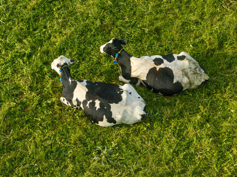 Aerial view of two Holstein cows resting on lush green pasture in soft morning light.